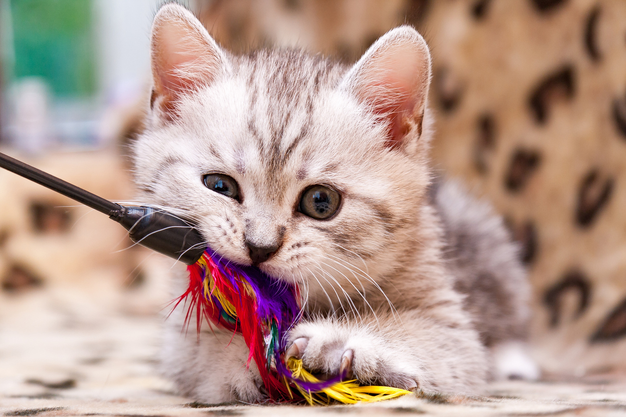 Es importante enseñar a tu gatito a jugar con juguetes especiales para él y no con tus manos o cuerpo.